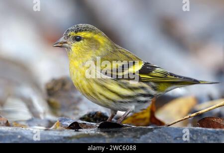Erwachsener männlicher Eurasischer Siskin (Spinus spinus), der im Herbst ruhig auf feuchtem moosigem Boden in der Nähe des Wasserteichs sitzt Stockfoto