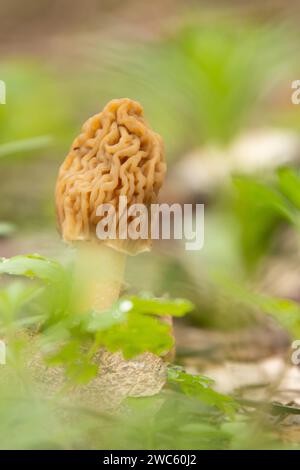 Morchella, die echten Morcheln, ist eine Gattung von essbaren Sackpilzen mit exotischen Wabenmützen Stockfoto