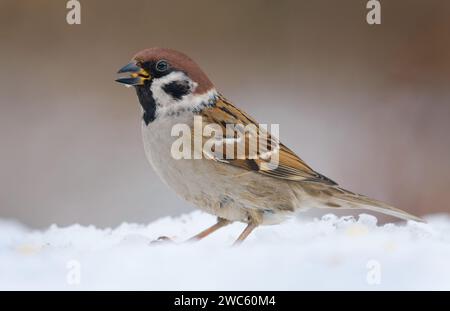 Erwachsener eurasischer Baumsperling (Passer montanus) posiert im Schnee für ein Porträt im Winter Stockfoto