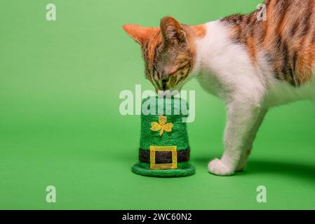 Auf grünem isoliertem Hintergrund schnüffelt kleines Kätzchen St. Patricks Hut mit goldenem Kleeblatt. Trikolore Katze zu Hause. Haustier ist wie Freund, Begleiter, fa Stockfoto