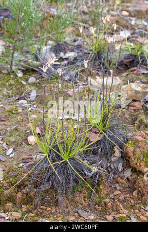 Drosophyllum lusitanicum, die Taukiefer, in einem natürlichen Lebensraum in Portugal nahe der spanischen Grenze Stockfoto