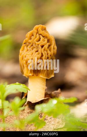 Morchella, die echten Morcheln, ist eine Gattung von essbaren Sackpilzen mit exotischen Wabenmützen Stockfoto