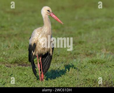 Erwachsener Weißstorch (ciconia ciconia), der im Frühjahr nach Regen auf gemähter Wiese posiert und trocknet Stockfoto