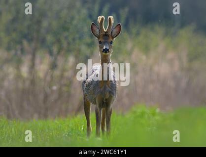 Junge männliche Rehe (Capreolus capreolus), bereit für den Kampf auf grünem Grasfeld an heißen Sommertagen Stockfoto