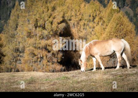 Orangenes Pferd auf Weide in herbstlicher Orangenlandschaft, Dolomiten, Italien Stockfoto