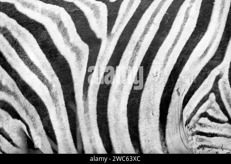 Plains Zebra (Equus quagga), wild, frei lebendig, Safari, Huftiere, Detail, Streifen, Muster, Textur, Fell, individuell, tierisch, schwarz und weiß Stockfoto