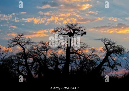 Riesiger afrikanischer Baobab (Adansonia digitata), Abendsonne, Sonnenuntergang, Natur, Silhouette, Silhouette, Baobab, Laubbaum, Pflanze, Flora, Botanik Stockfoto