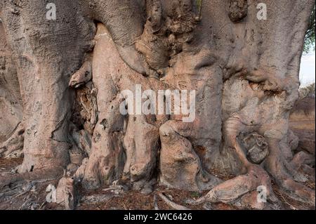 Riesenbaumstamm von afrikanischem Baobab (Adansonia digitata), Baobab-Baum, Laubbaum, Pflanze, Flora, Botanik, auffällig, Rinde, Form, Holz, Natur Stockfoto