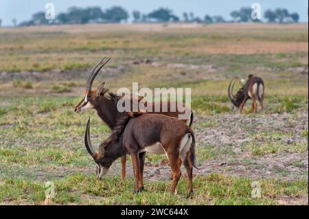 Sable Antilope (Hippotragus niger), Safari, Reisen, Tierwelt, Wildnis, Chobe Nationalpark, Botswana Stockfoto