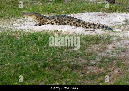 Nil-Krokodil (Crocodylus niloticus), Krokodil, Fluss, Safari, Reisen, Wildtiere, freilebende Tiere, gefährlich, wilde Tiere, Wildnis, Steppe, Chobe Stockfoto