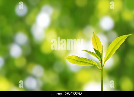 Neues Pflanzenwachstum im Frühlingsgarten. Grüner Baumspross auf dem unscharfen Bokeh-Hintergrund. Helle lichtdurchlässige junge Blätter auf der Oberseite des Keimlings. Birt Stockfoto