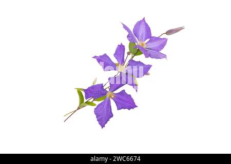 Drei violette Blüten, Blätter und Knospen Strauß isoliert auf weiß. Blaue Clematis Jackmanii Blumenarrangements. Kletterpflanzenzweig. Violetter Bloo Stockfoto