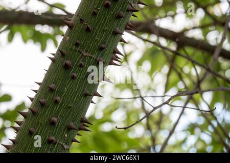 Nahaufnahme eines Zweiges mit Dornen der Ceiba Insignis. Stockfoto