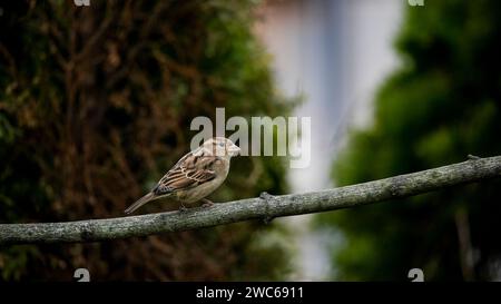 Sparrow sitzt auf einem Baumzweig mit Textabstand Stockfoto