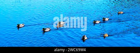 Männliche und weibliche Stockenten, lateinischer Name Anas platyrhynchos, schwimmend auf einem Reservoir Stockfoto