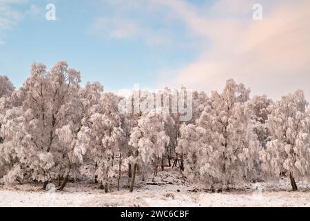 Am späten Nachmittag Licht auf Frost und schneebedeckte Birken in der schottischen Landschaft. Speyside, Highlands, Schottland Stockfoto