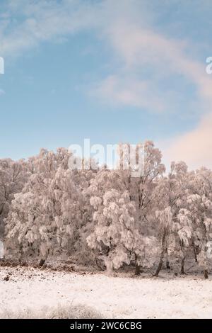 Am späten Nachmittag Licht auf Frost und schneebedeckte Birken in der schottischen Landschaft. Speyside, Highlands, Schottland Stockfoto