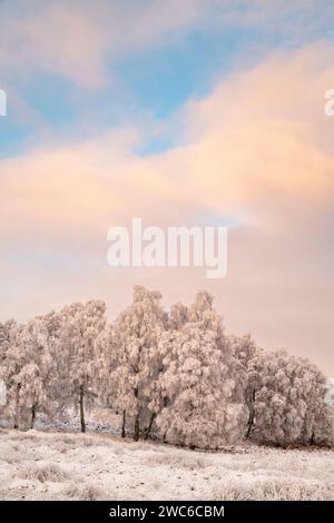 Am späten Nachmittag Licht auf Frost und schneebedeckte Birken in der schottischen Landschaft. Speyside, Highlands, Schottland Stockfoto