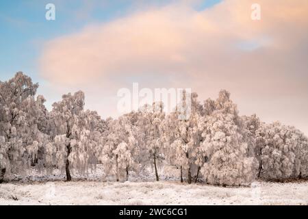 Am späten Nachmittag Licht auf Frost und schneebedeckte Birken in der schottischen Landschaft. Speyside, Highlands, Schottland Stockfoto