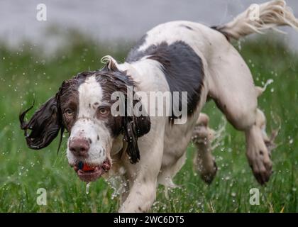Englischer Springr SDpaniel spielt im Wasser mit Ball Stockfoto