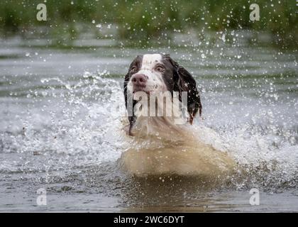 Englischer Springr SDpaniel spielt im Wasser mit Ball Stockfoto