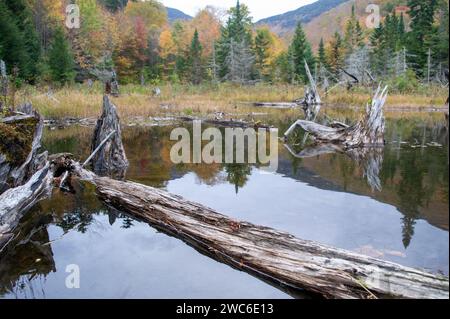 Eine malerische Herbstlandschaft mit einer Gruppe toter Bäume, umgeben von einem bewaldeten Gebiet. Stockfoto