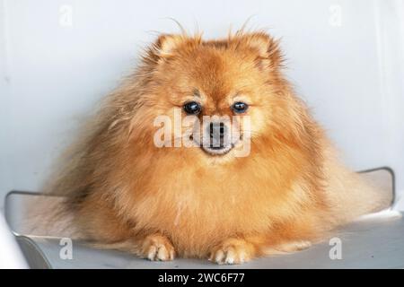 Ein gut erzogener, lächelnder Pommerscher Hund sitzt in einem Restaurant Stockfoto