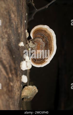 Ein Pilz mit einer weißen Unterseite und einer braunen Spitze mit konzentrischen Kreisen, die auf einem Baumstamm wachsen. Stockfoto