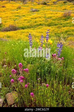 Ein Feld mit kalifornischen Mohnblumen, violetten Eulen glover und Lupinen in den Superstition Mountains, Arizona. Stockfoto