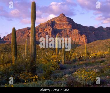 Montezumas Kopf im Orgelpfeife Cactus National Monument im Süden Arizonas. Stockfoto