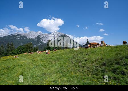 Alm - Nostalgie, rotbunte Fleckvieh Kühe liegt entspannt auf einer Alm in den Alpen. Idyllische Almszenerie mit Fleckvieh-Kühen auf einer Alm im Grenzgebiet der bayrisch - Österreichische Alpen. Alpen Region Allgäu Bayern Deutschland *** Almnostalgie, rot gefärbte Fleckvieh Kühe liegen entspannt auf einer Almweide in den Alpen idyllische Almlandschaft mit Fleckvieh Kühen auf einer Almweide im Grenzgebiet der bayerisch-österreichischen Alpenregion Allgäu Bayern Deutschland Stockfoto