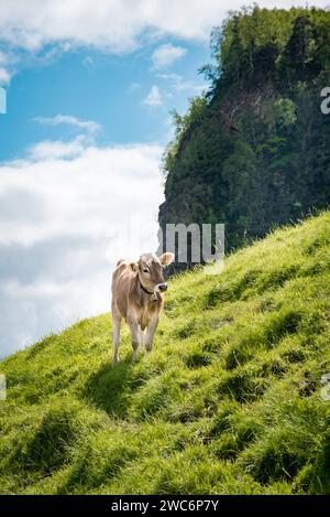 Ein Braunvieh-Rind mit einer Kuhglocke um den Hals auf einer steilen Alm in den Alpen. Hochformataufnahme. An steilen Hängen ist eine Beweidung mit Rindvieh nicht nur in Süddeutschland auch heute noch gängige Praxis. Aber auch die Landtechnik hat in den vergangenen Jahrzehnte große Weiterenwicklungen erfahren und selbst an sehr steilen Hängen ist die maschinelle Bewirtschaftung von Grünland oft kein Problem mehr. Allgäuer Region Bayern Deutschland *** Eine braune Schweizer Kuh mit Kuhglocke um den Hals auf einer steilen Almweide in den Alpen Hochformat-Fotomaterial mit Rindern ist noch immer üblich Stockfoto