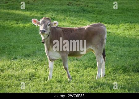 Junges Braunvieh - Rind mit Glocke um den Hals auf einer Wiese. An steilen Hängen ist eine Beweidung mit Rindvieh nicht nur in Süddeutschland auch heute noch gängige Praxis. Aber auch die Landtechnik hat in den vergangenen Jahrzehnte große Weiterenwicklungen erfahren und selbst an sehr steilen Hängen ist die maschinelle Bewirtschaftung von Grünland oft kein Problem mehr. Allgäu Regional Bayern Deutschland *** Junges braunes Schweizer Vieh mit Glocke um den Hals auf einer Wiese Weidevieh an steilen Hängen ist heute nicht nur in Süddeutschland, sondern auch in der Landwirtschaft üblich Stockfoto