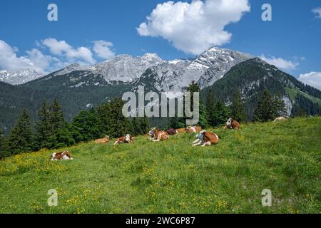 Alm - Nostalgie, rotbunte Fleckvieh Kühe liegt entspannt auf einer Alm in den Alpen. Idyllische Almszenerie mit Fleckvieh-Kühen auf einer Alm im Grenzgebiet der bayrisch - Österreichische Alpen. Alpen Region Allgäu Bayern Deutschland *** Almnostalgie, rot gefärbte Fleckvieh Kühe liegen entspannt auf einer Almweide in den Alpen idyllische Almlandschaft mit Fleckvieh Kühen auf einer Almweide im Grenzgebiet der bayerisch-österreichischen Alpenregion Allgäu Bayern Deutschland Stockfoto