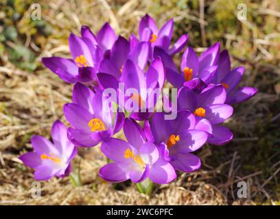 Crocus (englischer Plural: Crocuses oder croci) ist eine Gattung von blühenden Pflanzen in der Familie der Iris, die 90 Arten von Stauden umfasst, die aus Kormen wachsen Stockfoto