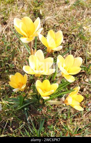 Crocus (englischer Plural: Crocuses oder croci) ist eine Gattung von blühenden Pflanzen in der Familie der Iris, die 90 Arten von Stauden umfasst, die aus Kormen wachsen Stockfoto