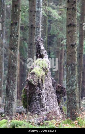 Snapshot aus dem Nationalpark Hunsrueck-Hochwald ist ein Nationalpark in der Region Hunsrueck in Rheinland-Pfalz und im Saarland in Ge Stockfoto