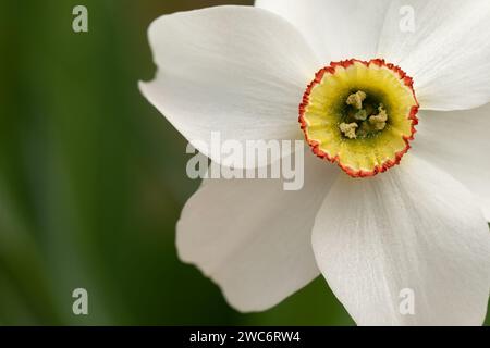 Blühende Blumen von Narzissen in der Frühjahrsmakrofotografie. Blütengarten Narzisse mit weißen und gelben Blütenblättern auf einem Nahaufnahme-Foto am Frühlingstag. Stockfoto