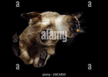Die süße siamesische Happy Cat isst Essen auf einem schwarzen Hintergrund, die Aussicht von unten. Ungewöhnlicher Winkel, hoch für ein Haustier. Stockfoto