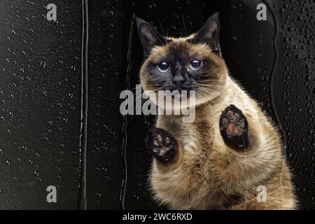 Eine traurige Katze schaut aus dem Fenster aus der Dunkelheit im Regen. Stockfoto