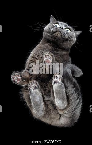 Große flauschige graue Katze, von unten auf Glas fotografiert. Stockfoto