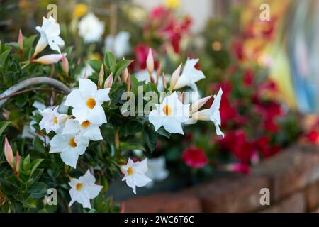 Selektive Fokussierung der weißen Mandevilla-Blume im Garten. Natur floraler Hintergrund. Stockfoto