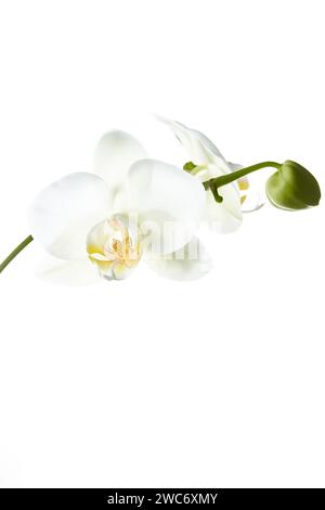Weiße Orchideenblume auf Stiel isoliert auf weißem Hintergrund. Stockfoto