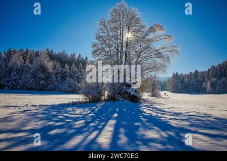 DE - BAYERN: Winterszene am Wackersberg bei Bad Toelz, Oberbayern Stockfoto