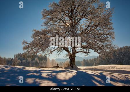 DE - BAYERN: Winterszene am Wackersberg bei Bad Toelz, Oberbayern Stockfoto