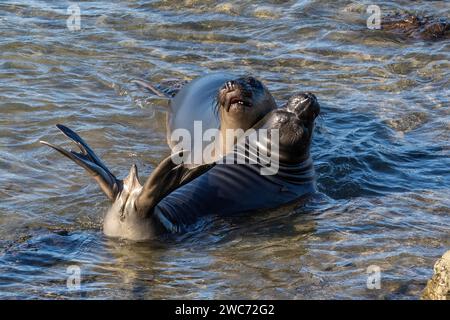 Nördliche Elefantenrobben (Mirounga angustirostris) im Wasser in der Nähe des Strandes, nördlich von Cambria, Kalifornien. Stockfoto