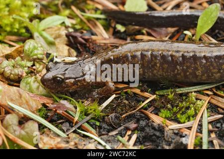 Natürliche Nahaufnahme eines graviden weiblichen Salamander Dunn's Lungless Wood Salamander, Plethodon dunni auf dem Boden Stockfoto