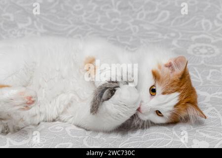 Eine Katze nagt eine Spielzeugmaus und nimmt sie in die Pfoten. Katze spielt mit der Maus Stockfoto