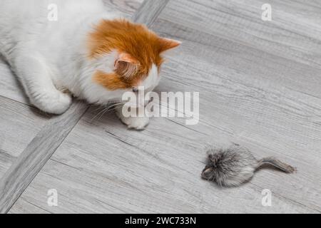 Die Katze schaut auf die Spielzeugmaus, die auf dem Boden liegt. Spielzeugmaus für Katze. Katze jagt Maus Stockfoto