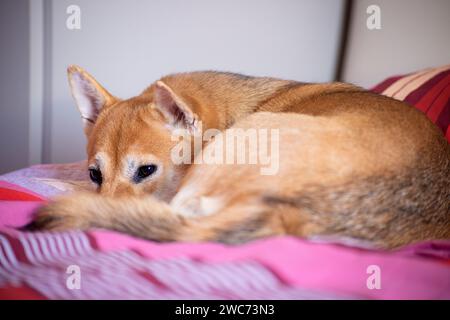 Bild eines Shiba Inu, der auf dem Bett liegt Stockfoto